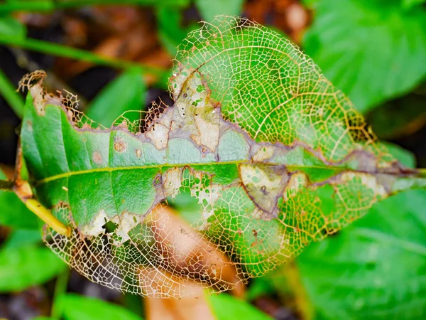 Látható fiber a leaf — Stock Fotó