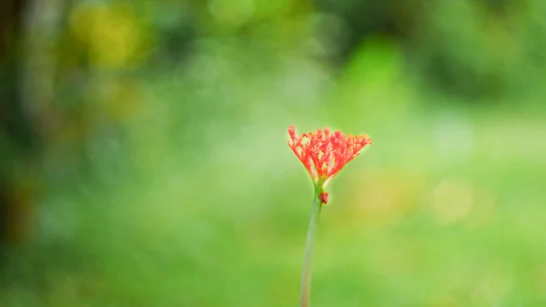 A bela flor — Fotografia de Stock