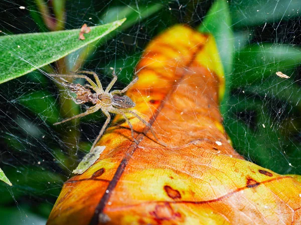 Aranha com teia de aranha — Fotografia de Stock