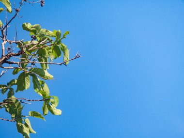 güzel mavi gökyüzü leves'ın ağacı