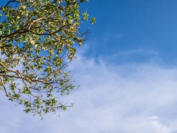 Cielo Azul Nublado Con Hojas Árbol — Foto de Stock