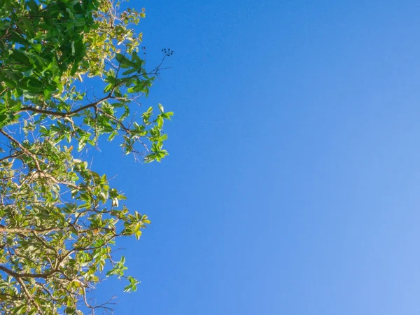 Cielo Azul Nublado Con Hojas Árbol — Foto de Stock