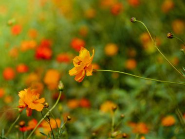 cosmos çiçek güzel bir güneşli gün Bahçe alanında