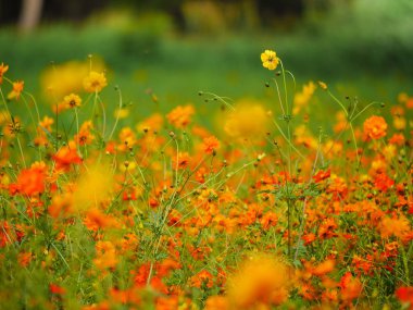 cosmos çiçek güzel bir güneşli gün Bahçe alanında