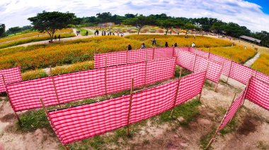 cosmos çiçek alan kırmızı beyaz ekose kumaş labirentte