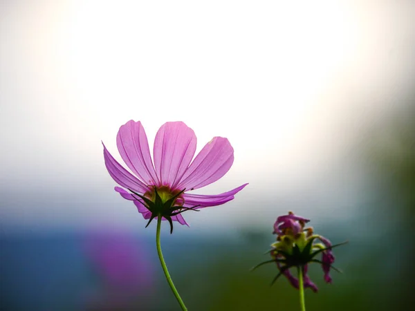 Розовый Казачий Цветок Садовом Поле Прекрасный Солнечный День — стоковое фото