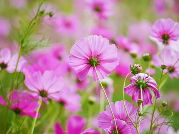 Fiore Cosmo Rosa Nel Campo Giardino Nella Bella Giornata Sole — Foto Stock