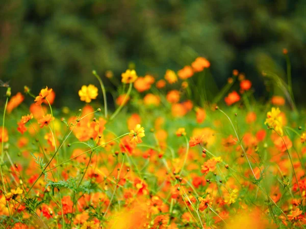 美丽阳光灿烂的花园田野上的波斯菊花 — 图库照片