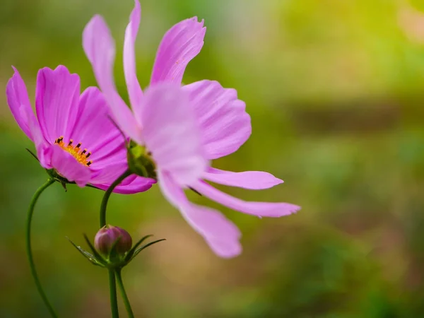 Розовый Казачий Цветок Садовом Поле Прекрасный Солнечный День — стоковое фото