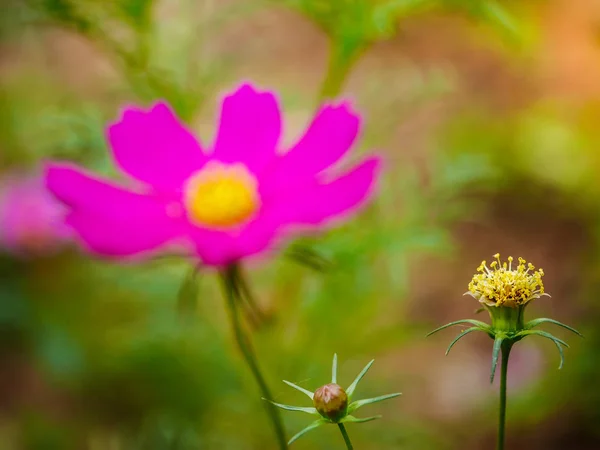 Pink Cosmos Flower Yellow Pollen — Stock Photo, Image