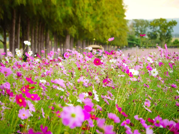 Den Lyserøde Kosmos Blomst Haven Felt Smukke Solrige Dag - Stock-foto