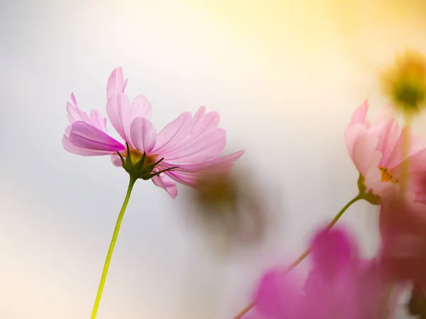 Pink Cosmos Flower Garden Field Beautiful Sunny Day Stock Photo
