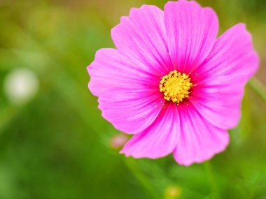 cosmos çiçek güzel bir güneşli gün bahçe alanında