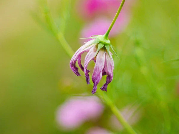 美しい晴れた日に庭の分野でコスモスの花が枯れた — ストック写真