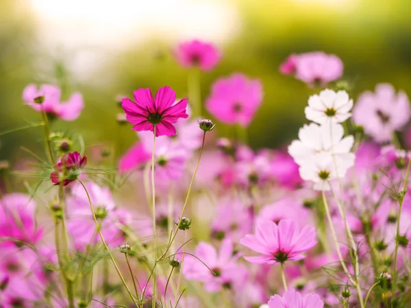 Квітка Космосу Садовому Полі Красивий Сонячний День — стокове фото