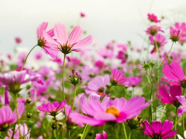 cosmos çiçek güzel bir güneşli gün bahçe alanında