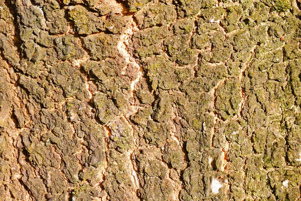 Кора Древесного Фона — стоковое фото