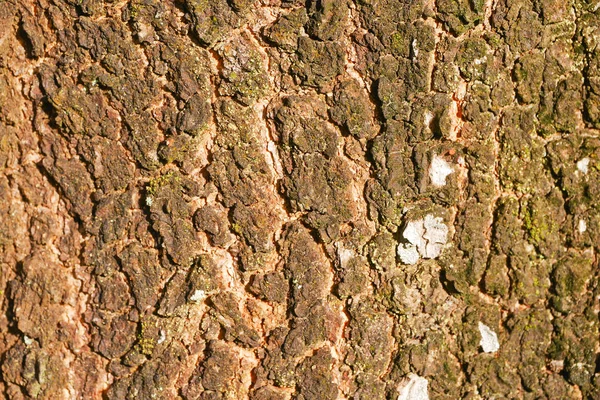 Corteccia Sfondo Albero — Foto Stock