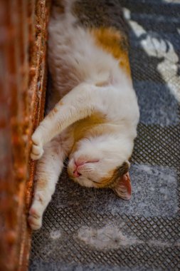 Her iki ayak duvara yerdeki beyaz kahverengi kedi uyku.