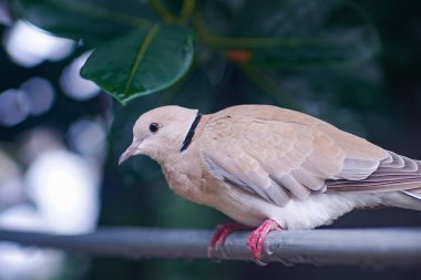Güvercin bulanıklık bokeh arka plan ile oturuyor