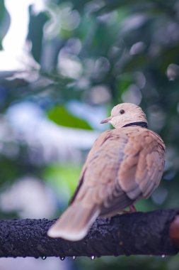 Güvercin bulanıklık bokeh arka plan ile oturuyor