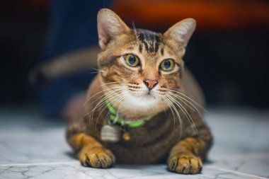 yerde yatarken bir kahverengi çizgili siyah kedi