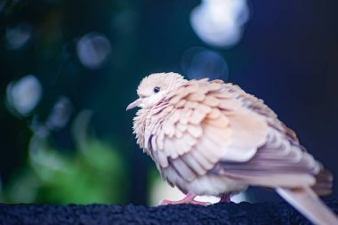 Güvercin fiske suyu dışarı yağmur sonrası.