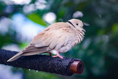 Güvercin fiske suyu dışarı yağmur sonrası.
