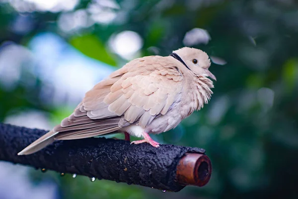 Güvercin fiske suyu dışarı yağmur sonrası.