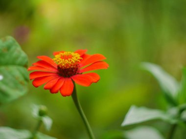 yeşil zemin üzerine sarı polen ile kırmızı zinnia çiçeği