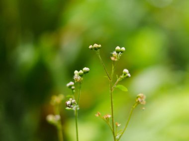küçük beyaz çim çiçek ile arka plan bulanıklık