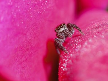 örümcek pembe petal çiçek damlacık ile yukarı dlose