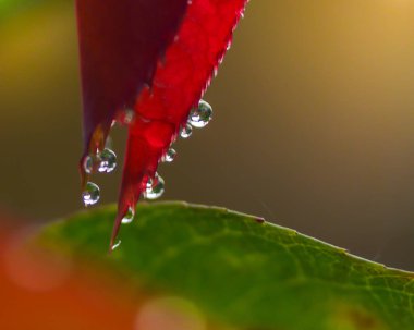 damlacık yağmur sonra ağaç kırmızı yaprak'ın üzerinde
