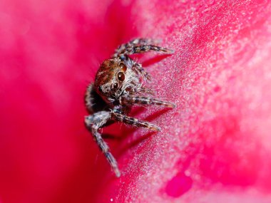 örümcek pembe petal çiçek kadar dlose