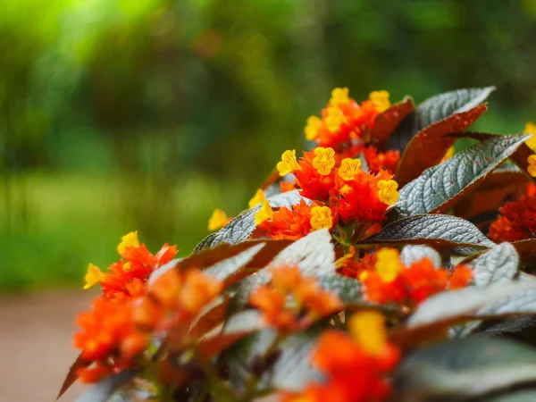 美丽的红黄花 — 图库照片