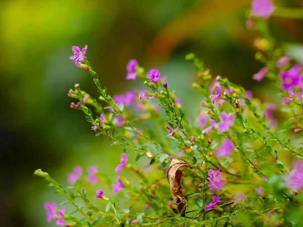 模糊的紫色花与绿色模糊的背景 — 图库照片