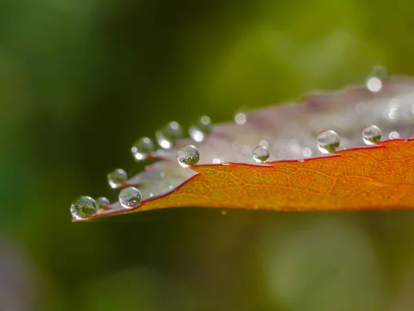 赤い葉に雨しぶき — ストック写真