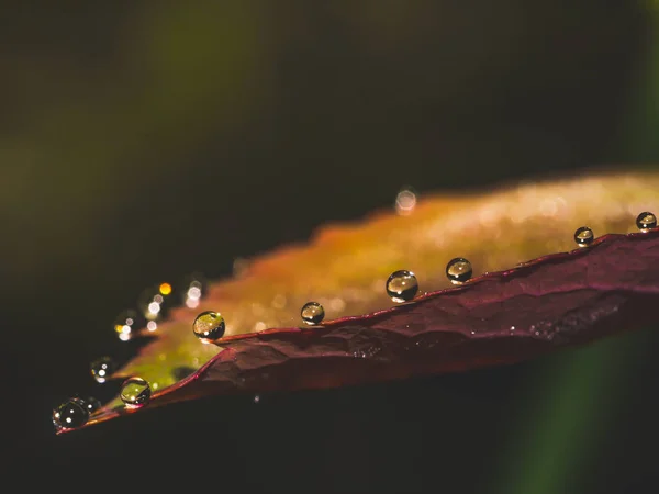 雨の後黄色赤葉の上の水滴 — ストック写真