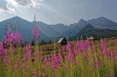 Polonya Tatras Park Gasienicowa Vadisi'nde. İkinci ön plan mor çiçekler Tatra Dağları ve barınak planı.