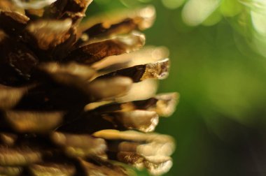 Xmas ağacı süsle koni ile.