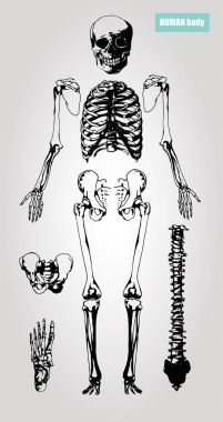 İnsan vücudu anatomisi. Tıbbi illüstrasyon. İnsan kemiği