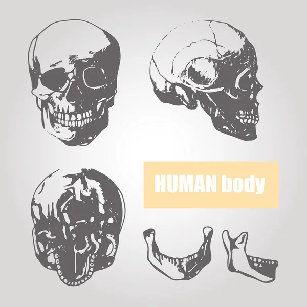 Human body anatomy. Medical illustration. Human bones. Scull — Stock Vector
