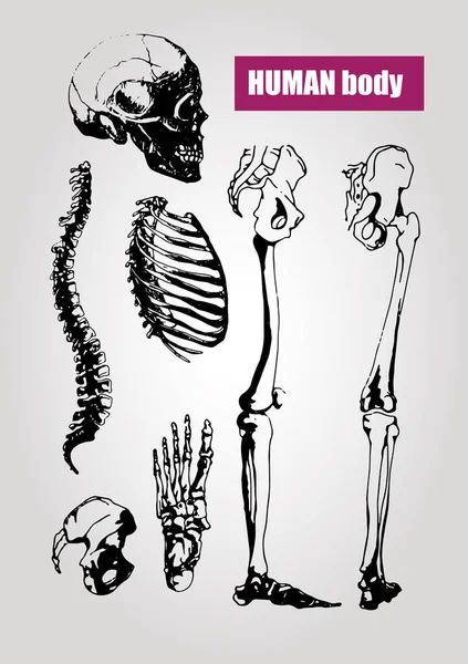 人間の体の解剖学.医療のイラスト。人間の骨 — ストックベクタ