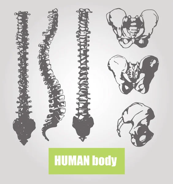 Anatomie des menschlichen Körpers. medizinische Illustration. Menschliche Knochen — Stockvektor