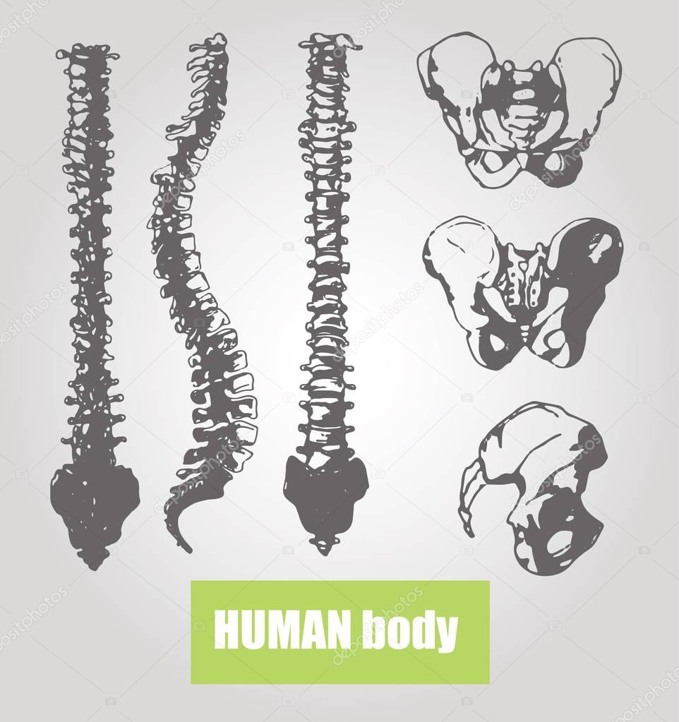 Human body anatomy. Medical illustration. Human bones