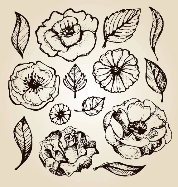 Set de fleurs : fleurs et feuilles dessinées à la main très détaillées. Fleurs d'été. Fleur de printemps . — Image vectorielle