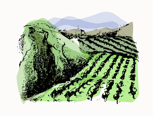 Desenho de esboço de vetor de paisagem de vinha. Ilustração desenhada à mão . —  Vetores de Stock
