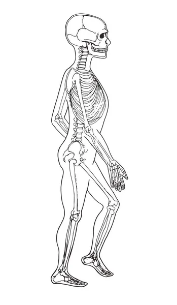 İnsan vücudu anatomisi. Tıbbi illüstrasyon. İnsan kemiği — Stok Vektör