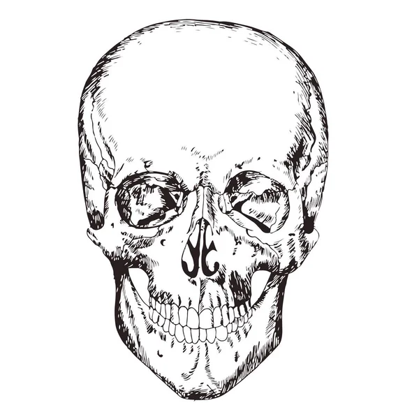 Anatomia del corpo umano. Illustrazione medica. Ossa umane. Scull — Vettoriale Stock