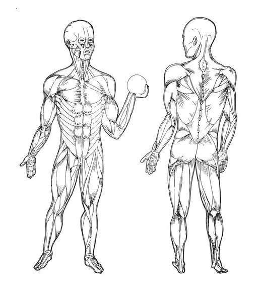 Anatomie des menschlichen Körpers. medizinische Illustration. Menschenknochen. Muskelanatomie — Stockvektor